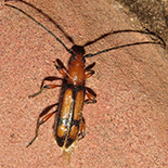 Armylaena fasciata